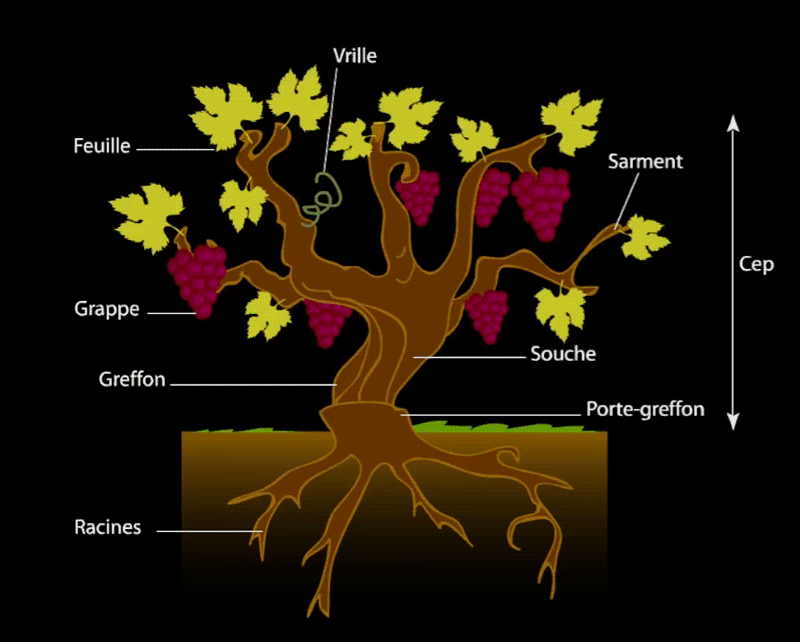 Schéma de cycle de vie de la vigne