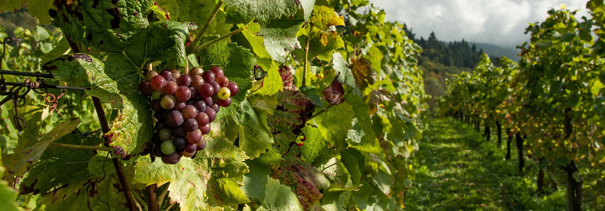 Vue panoramique de raisins dans les vignes rurales