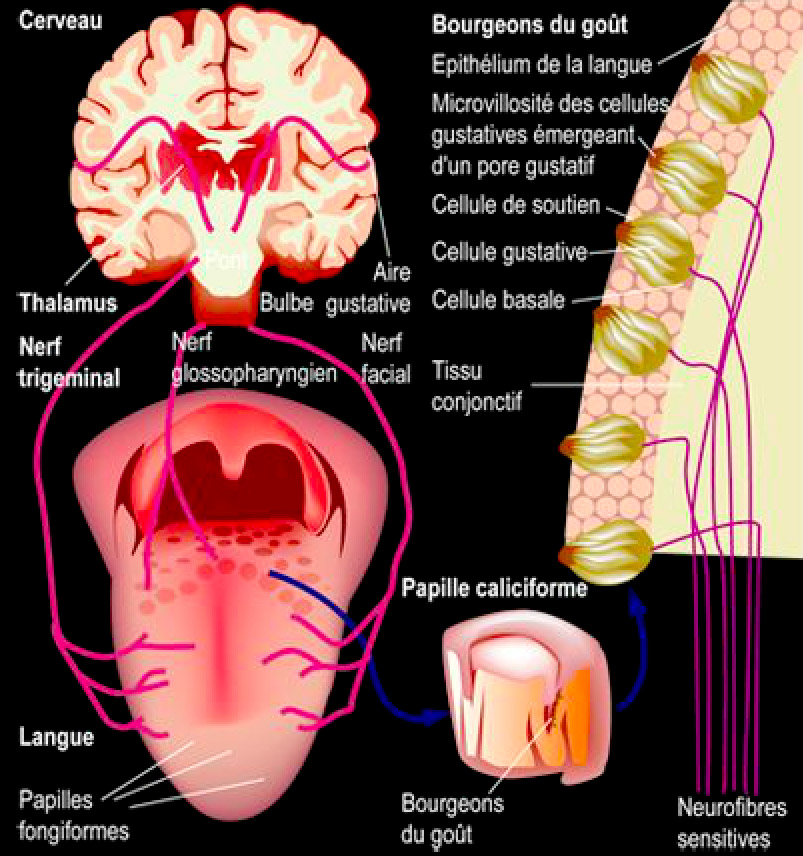 Le cerveau et le goût