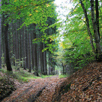 Sous-bois