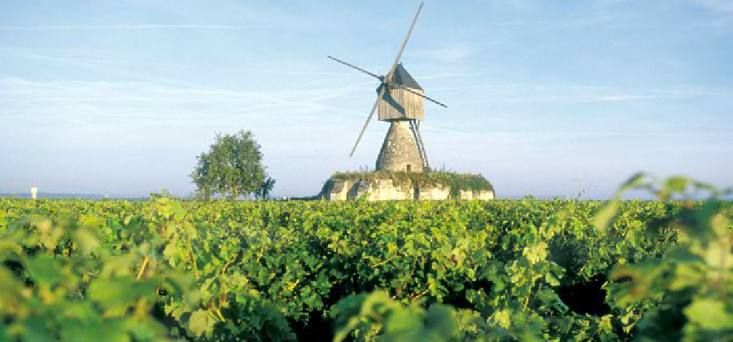 Vue sur une plantation de vignes